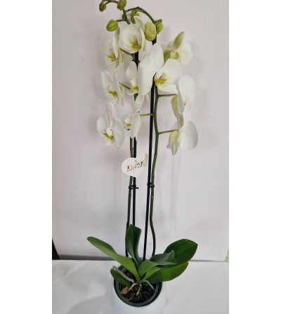 Orquídea blanca con tiesto