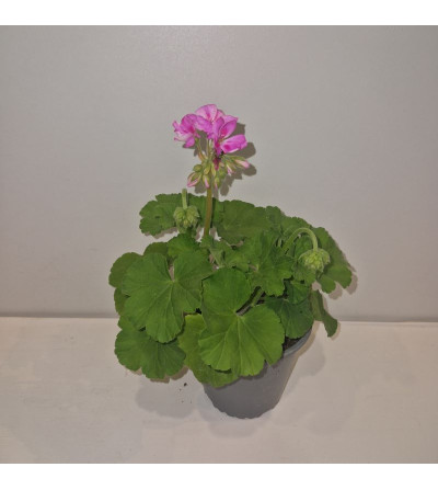 Geranio zonal
